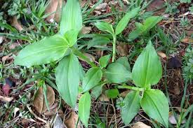 Image result for Commelina benghalensis
