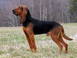 chien de saint hubert bloodhound dogs best pet dogs hunter dog