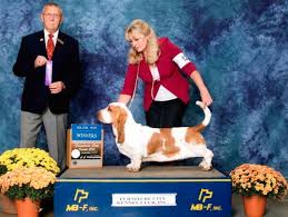 What is the basset hound so busy thinking about? Akc Breeder Spotlight Nancy Corkey Of Corkey Basset Hounds