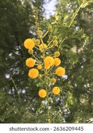 Image result for Fabaceae subfamily Mimosoideae