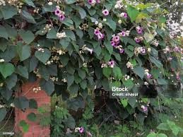 Image result for Argyreia