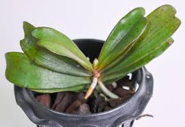 Image result for Aerangis kotschyana