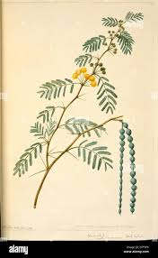 Image result for Acacia nilotica
