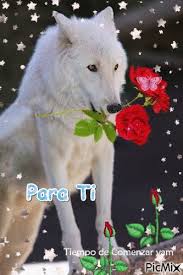 Wolf Amor De Lobo Fotos Animadas De Amor Fotos De Lobo