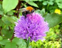 Even if some flowers were around. 10 Best Plants For Bees And Butterflies