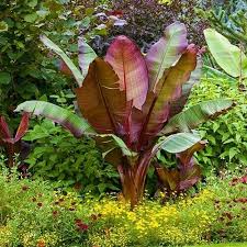 Image result for Ensete ventricosum
