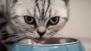 Season with garlic salt, italian seasoning, pepper and paprika. Can Cats Eat Chicken What To Know About Portions And Seasoning