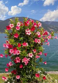 Beautiful Flowerpot With Mandevilla Red And Pink In The Bavarian Stock Photo Image By C Susazoom 78888530