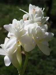 Pin On Flowers