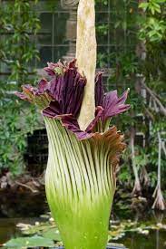 Pin On Plants Best Of The Bizarre