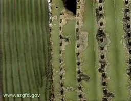 For those who have no idea, just send us a message. Saguaro Cactus Youtube