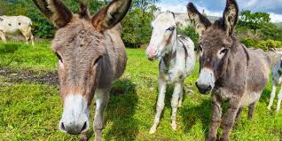 We did not find results for: New Jersey Teenagers Broke Into A Petting Zoo Abused Donkeys Owner