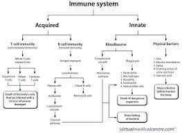 Immuno Response Medical Laboratory Science Physiology