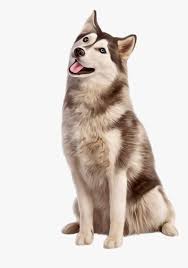 husky cachorro sentado husky sitting hd png download kindpng husky sitting hd png download