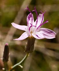 Image result for Iphigenia pauciflora