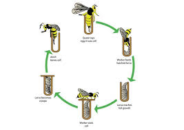 How To Get Rid Of A Wasp Nest Inside Your Wall | Family Handyman