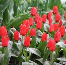 Tulip Royal Anthos Tulips Daffodils Plants