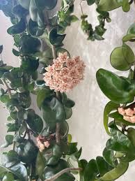 Image result for Stolzia compacta