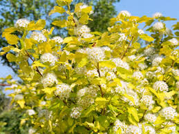 Common name dart's gold ninebark. Physocarpus Opulifolius Darts Gold Golden Ninebark Hopes Grove