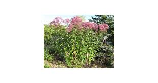 Image result for Pycreus mortonii