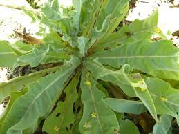 Image result for Selago albomarginata