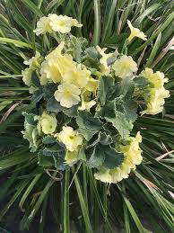 Image result for Primula x pubescens