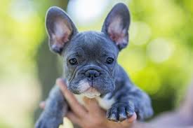 Red blue fawn french bulldog male puppy, small size and he is expected to be a small adult. Blue French Bulldog The Right Dog For You All Things Dogs All Things Dogs