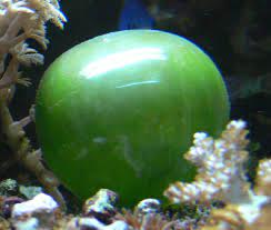 We did not find results for: Unicellular Organism Wikipedia
