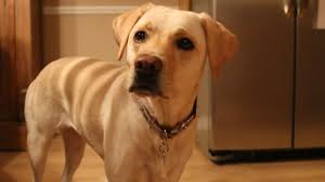 If your dog maintains eye contact while you're talking to her or playing, she's telling you she loves you. Why Your Dog Really Can Tell If You Are Sick Genetic Literacy Project