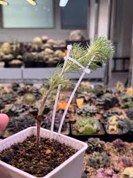 Image result for Eriospermum roseum