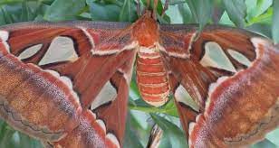 Pin On Mariposa Helen Romero