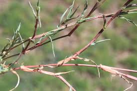 Image result for Urochloa marlothii