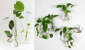 Plantas de aire colgantes repisas para plantas plantas en agua jardines colgantes plantas verdes decoración de casa con plantas vasos de plantas jardinería en macetas moda para el hogar. Https Www Xn Micasanoesdemuecas 00b Com Esquejes En Agua Una Manera Sencilla De Tener Plantas En Casa