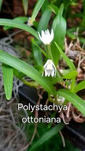Image result for Polystachya ottoniana