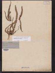 Image result for Coniogramme africana