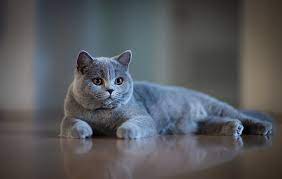Muzzle Grey Bokeh Cat British Shorthair Hd Wallpaper Wallpaperbetter