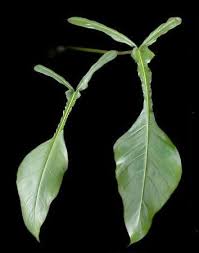 Philodendron Joepii Philodendron Philodendron Plant Rare Plants