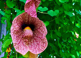 Maybe you would like to learn more about one of these? Ini Dia Bunga Paling Unik Sekaligus Aneh Di Dunia Primaberita