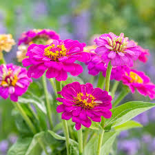 Image result for Zinnia elegans