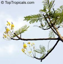 Image result for Schizolobium parahyba