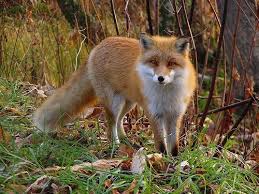 Red Fox Facts Pictures Image Search Results Red Fox Habitat Fox Habitat Fox