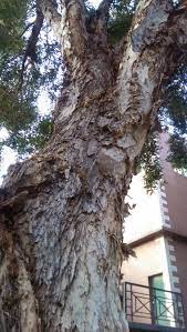 pin by 曾靖雯on 質感 tree tree trunk plants
