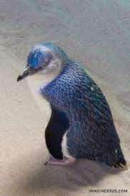 A Different Kind Of Treasure Hunt On Penguin Island Penguins Australian Native Animals Cute Wild Animals