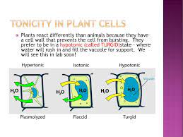 Hypotoniccred blood cell bursts (cytolysis)cplant cell loses turgor pressure (plasmolysis)bsolution with a higher solute concentrationaplant cell with good turgor pressurecsolution with a high water concentrationlabel the. 7 3 Cell Transport How Things Get In And Out Of Your Cells Ppt Download