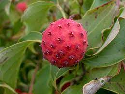 Maybe you would like to learn more about one of these? Kousa Dogwood Fruit I Don T Know If It S Poisonous Dogwood Trees Kousa Dogwood Tree Kousa Dogwood Fruit
