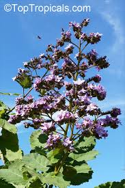 Image result for Wigandia urens