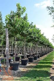 It grows on all soils except clay and too wet. Prunus Avium Bigarreau Burlat Vrtni Center Moga