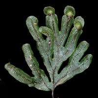 Image result for Hymenophyllaceae