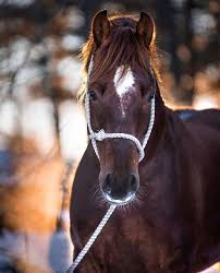 Rsde Rsde Adli Kullanicinin Horses Panosundaki Pin