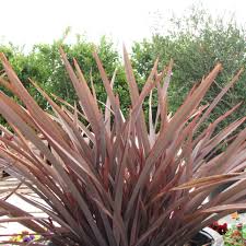 Image result for Phormium